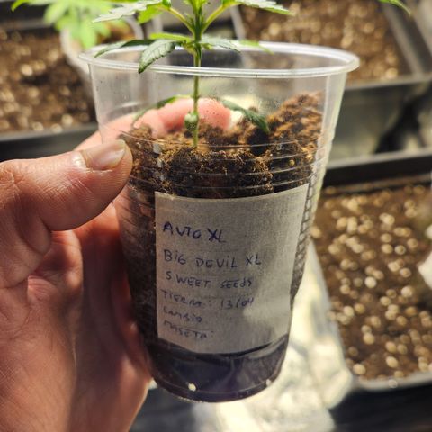 Big Devil Auto growlog photo: Cambia fase y 11lt