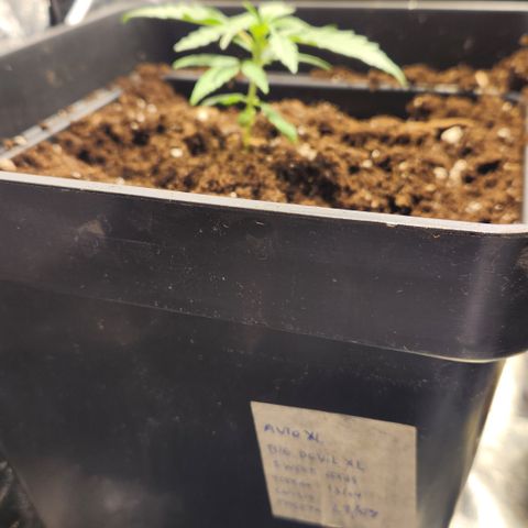 Big Devil Auto growlog timeline photo