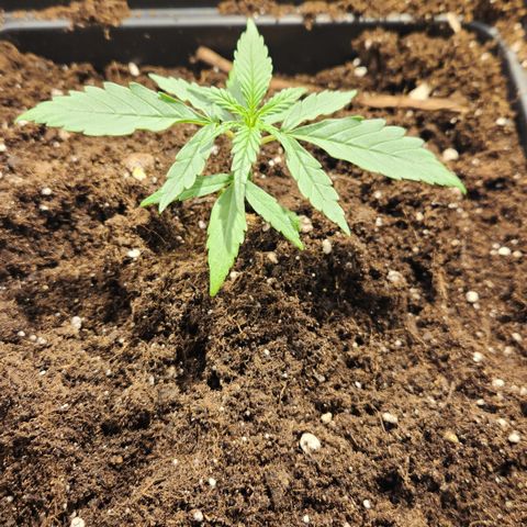 Big Devil Auto growlog timeline photo