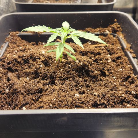 Big Devil Auto growlog timeline photo