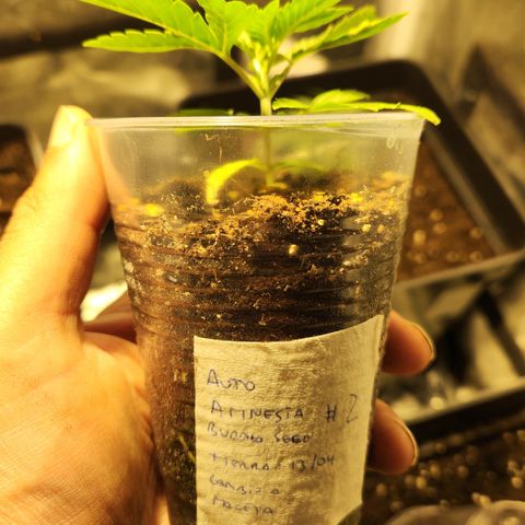 #2 Amnesia Buddha Seeds growlog photo: Trasplante 11 lts
