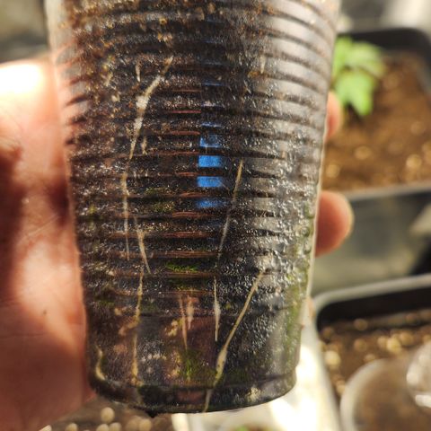#2 Amnesia Buddha Seeds growlog photo: Trasplante 11 lts