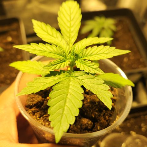 #2 Amnesia Buddha Seeds growlog photo: Trasplante 11 lts