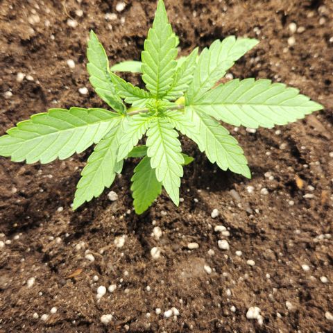 #2 Amnesia Buddha Seeds growlog timeline photo