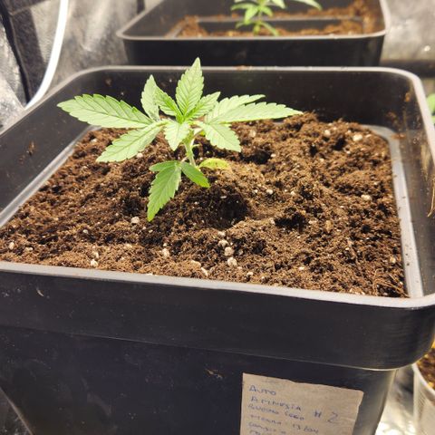 #2 Amnesia Buddha Seeds growlog timeline photo