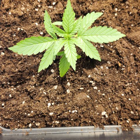 #2 Amnesia Buddha Seeds growlog timeline photo
