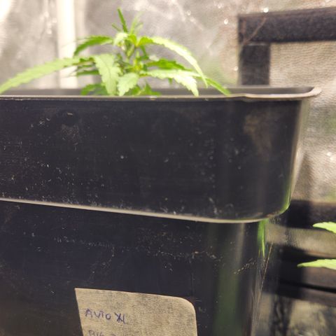 Big Devil Auto growlog photo: Comienza con nutrientes vegeta