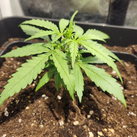 Big Devil Auto growlog photo: Comienza con nutrientes vegeta