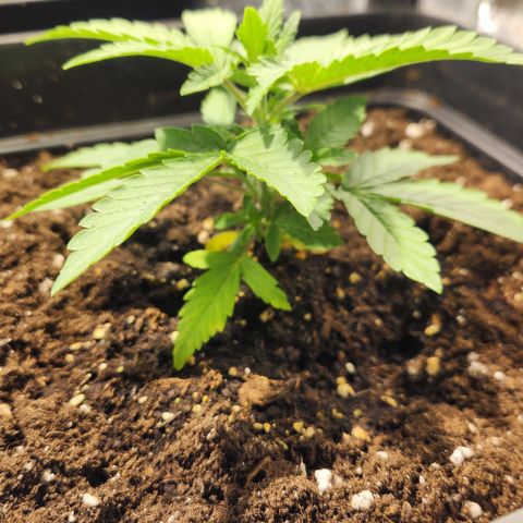 #2 Amnesia Buddha Seeds growlog timeline photo