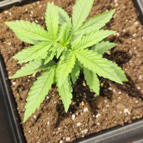 #2 Amnesia Buddha Seeds growlog timeline photo