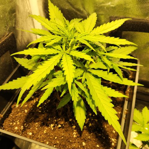 Big Devil Auto growlog timeline photo