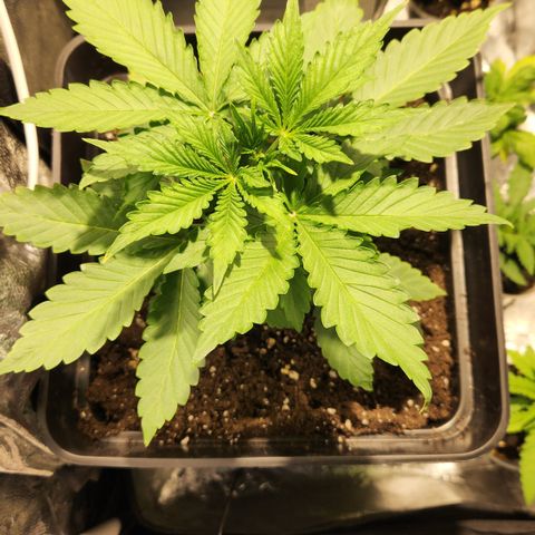 #2 Amnesia Buddha Seeds growlog timeline photo