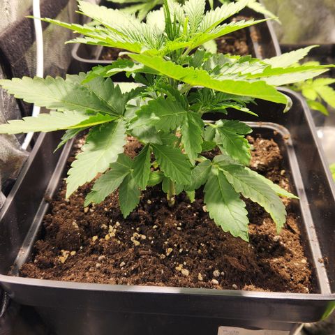 #2 Amnesia Buddha Seeds growlog timeline photo