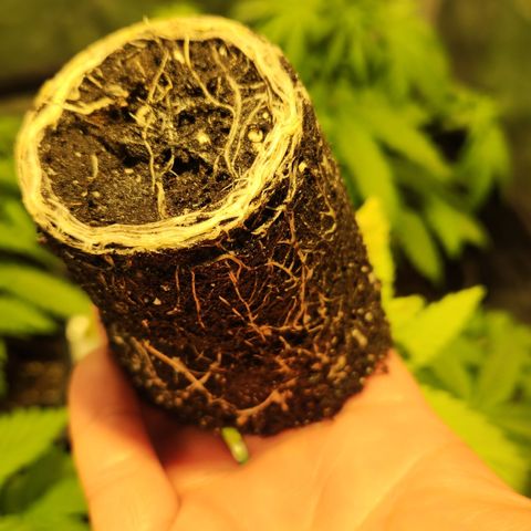 Y Griega Fem #1 growlog timeline photo