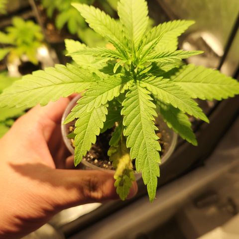 Y Griega Fem #1 growlog timeline photo