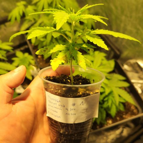 Y Griega Fem #1 growlog timeline photo