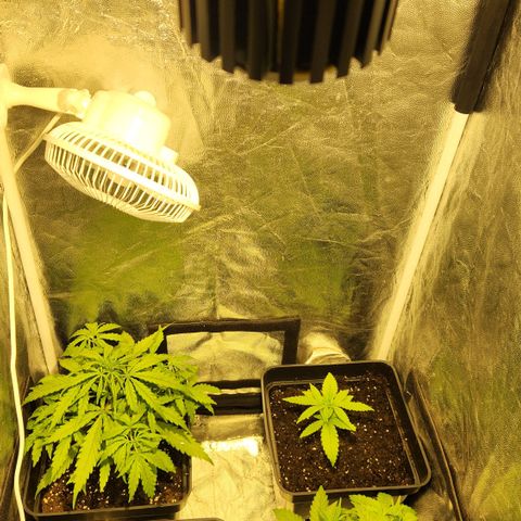 Big Devil Auto growlog timeline photo