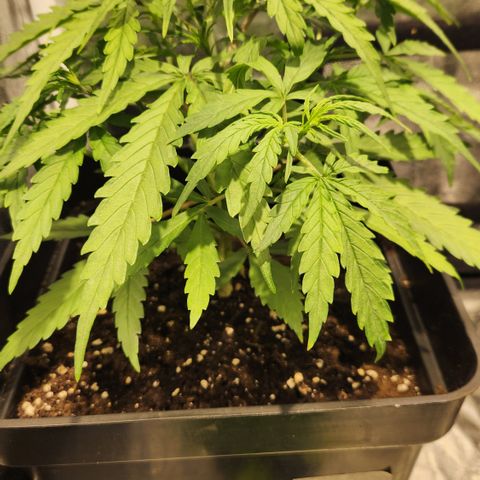 Big Devil Auto growlog timeline photo
