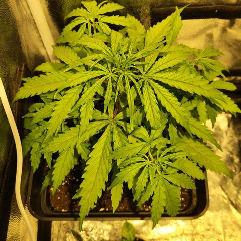 Big Devil Auto growlog timeline photo