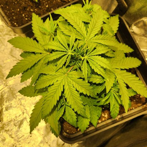 #2 Amnesia Buddha Seeds growlog timeline photo