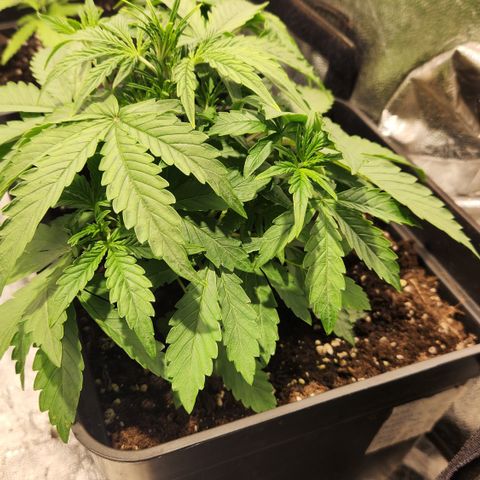 #2 Amnesia Buddha Seeds growlog timeline photo