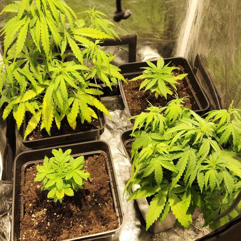 Big Devil Auto growlog timeline photo