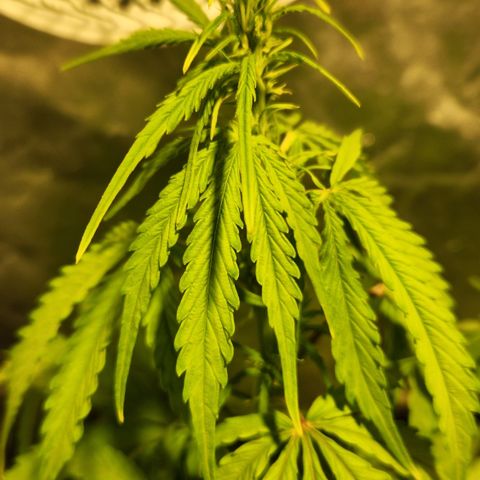 Big Devil Auto growlog timeline photo