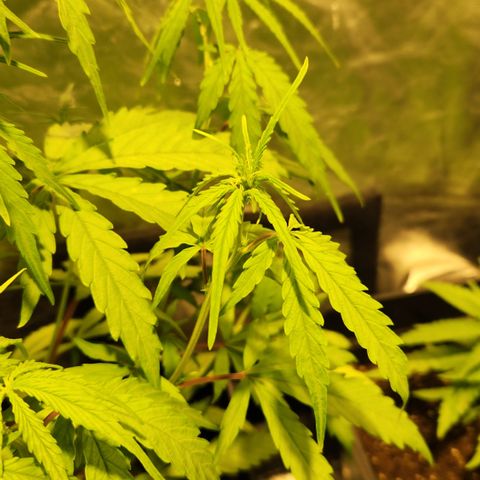 Big Devil Auto growlog timeline photo