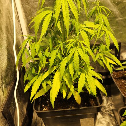 Big Devil Auto growlog timeline photo