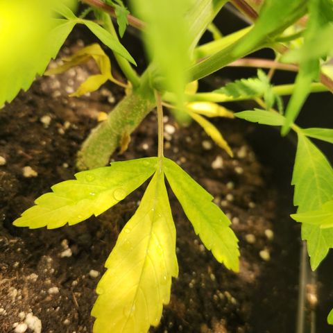 Big Devil Auto growlog timeline photo