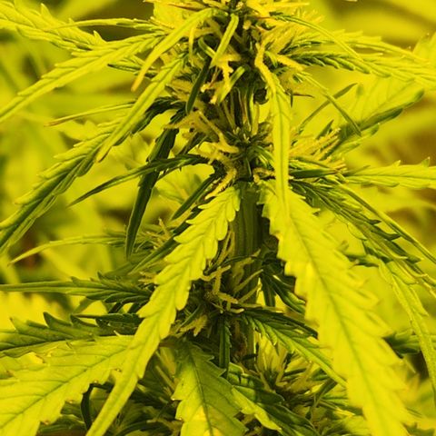 Big Devil Auto growlog timeline photo