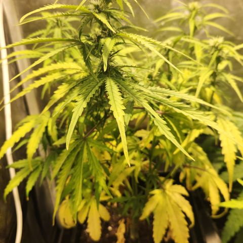 Big Devil Auto growlog timeline photo