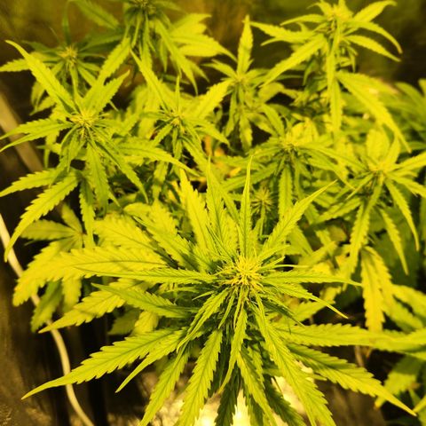 Big Devil Auto growlog timeline photo