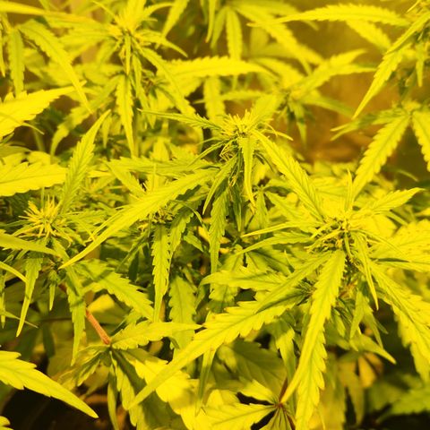 Big Devil Auto growlog timeline photo