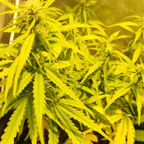 Big Devil Auto growlog timeline photo
