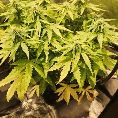 #2 Amnesia Buddha Seeds growlog timeline photo
