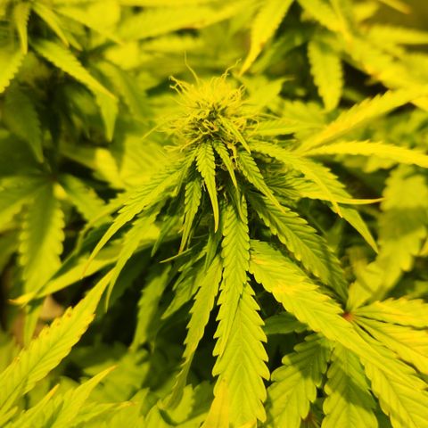#2 Amnesia Buddha Seeds growlog timeline photo