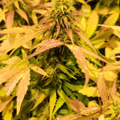 #2 Amnesia Buddha Seeds growlog timeline photo