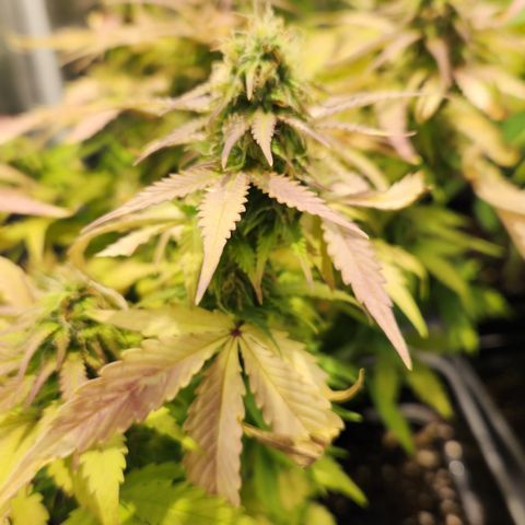 #2 Amnesia Buddha Seeds growlog timeline photo