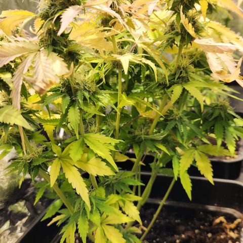#2 Amnesia Buddha Seeds growlog timeline photo