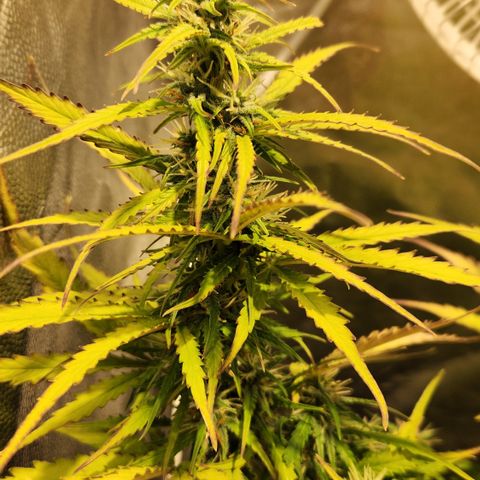 Big Devil Auto growlog timeline photo