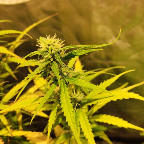 Big Devil Auto growlog timeline photo