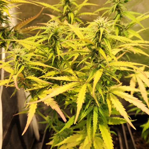 Big Devil Auto growlog timeline photo