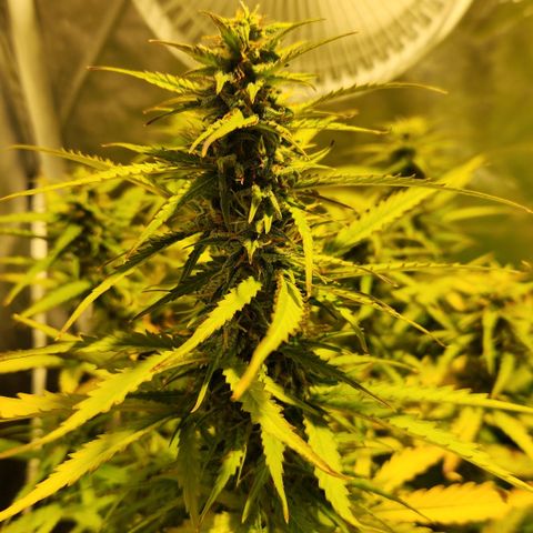 Big Devil Auto growlog timeline photo