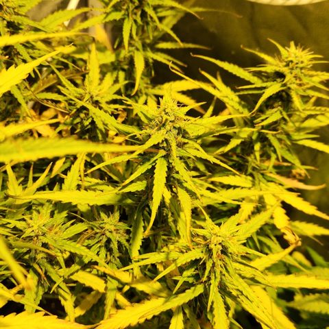 Big Devil Auto growlog timeline photo