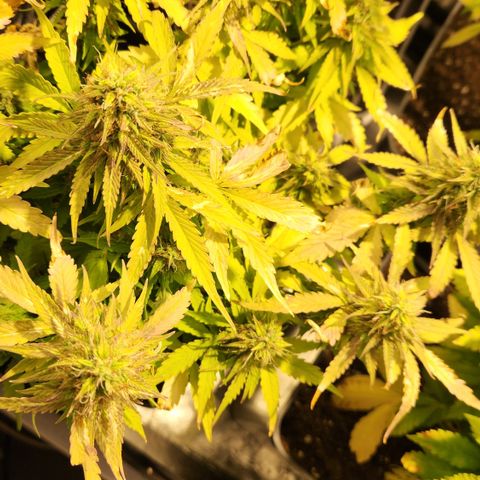#2 Amnesia Buddha Seeds growlog timeline photo