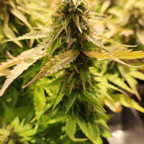 #2 Amnesia Buddha Seeds growlog timeline photo