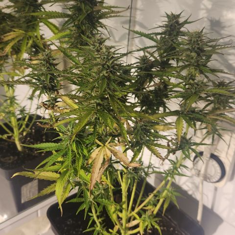 Big Devil Auto growlog timeline photo