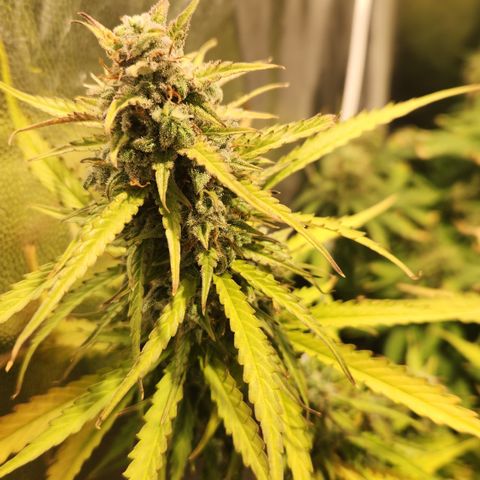 Big Devil Auto growlog timeline photo