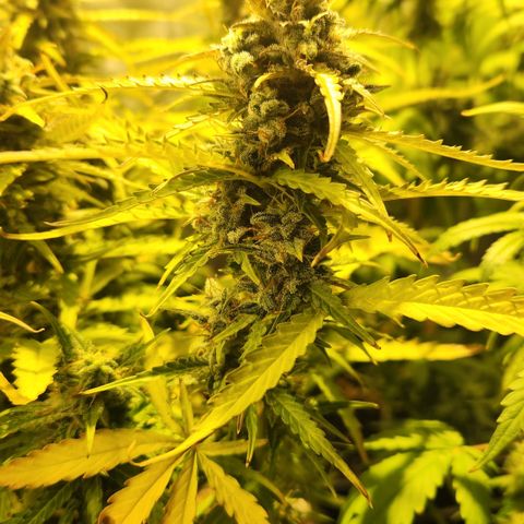 Big Devil Auto growlog timeline photo
